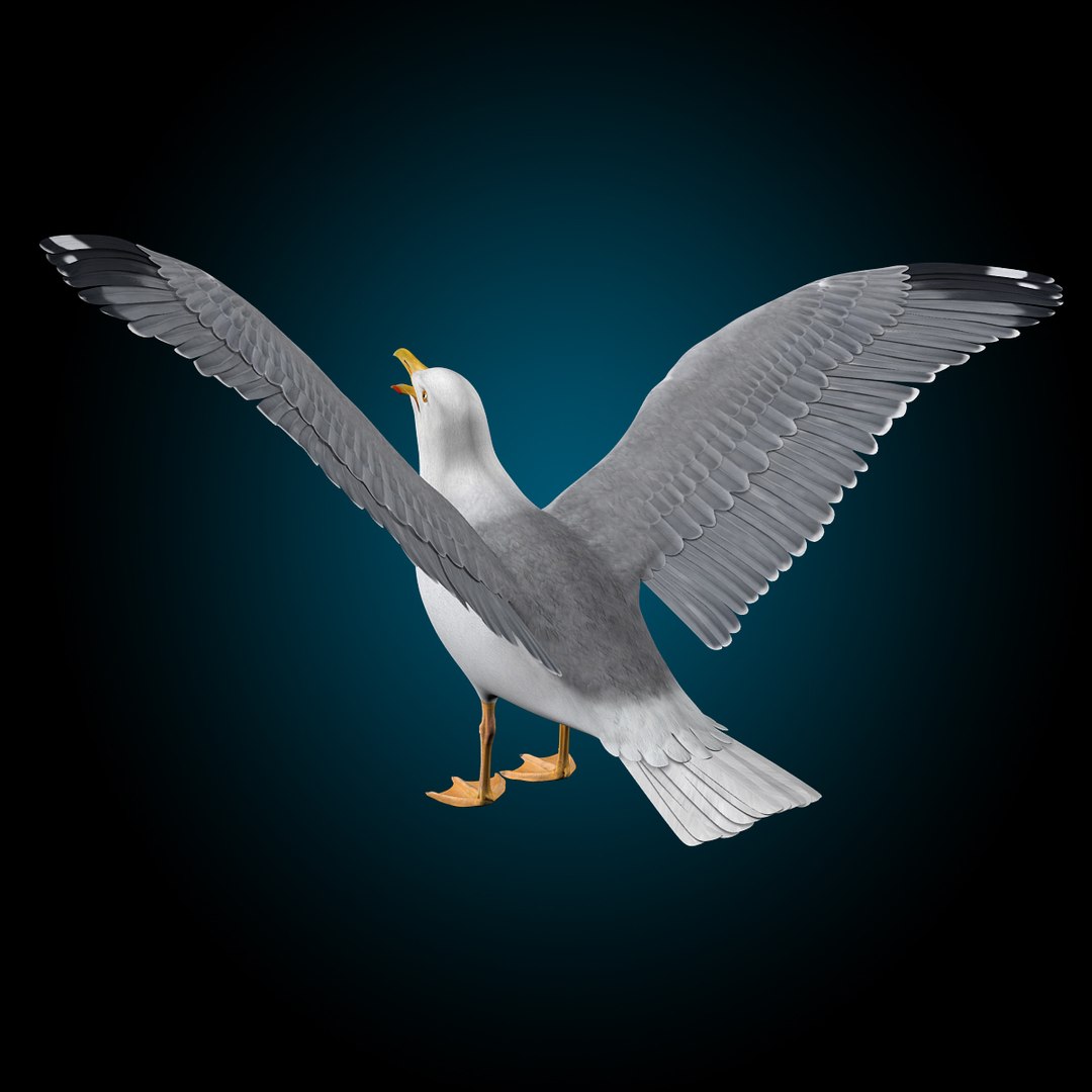 seagull flying 3d c4d https://p.turbosquid.com/ts-thumb/HE/XHlMeN/lQ2wyRLU/seagull_p/jpg/1334724029/1920x1080/fit_q87/9d95821b4add3e7d4e4e2cd4a49ccf0e988c7b79/seagull_p.jpg