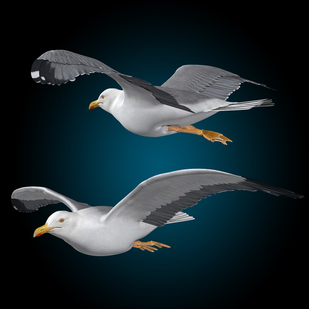seagull flying 3d c4d https://p.turbosquid.com/ts-thumb/HE/XHlMeN/oNzxQ8YR/seagull_b/jpg/1334724029/1920x1080/fit_q87/c90e633950f3cb712ad1fff9ddc1e1605ad5ccd1/seagull_b.jpg