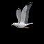 Gabbiano (Volare)