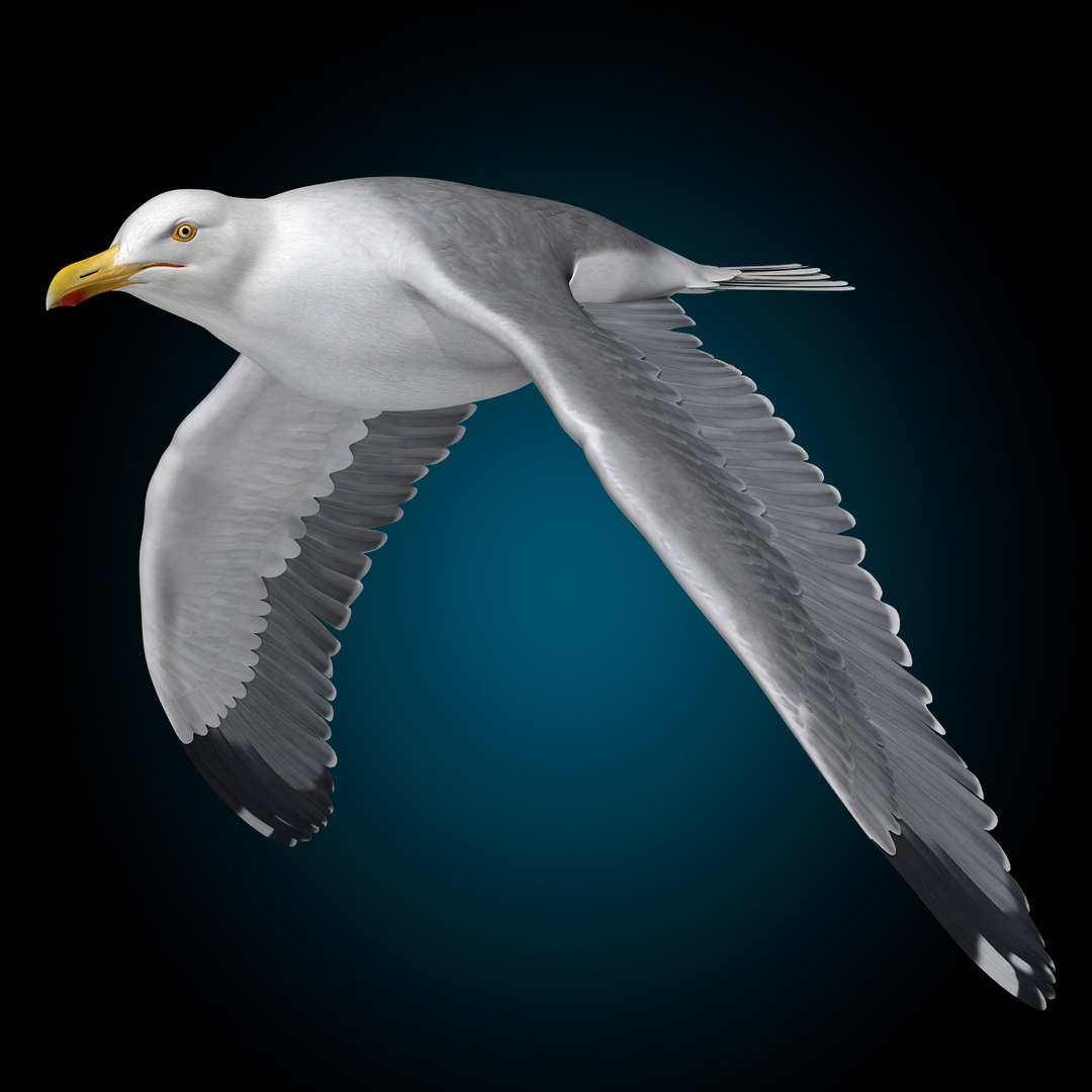 seagull flying 3d c4d https://p.turbosquid.com/ts-thumb/HE/XHlMeN/y332P2Oo/seagull_g/jpg/1334724029/1920x1080/fit_q87/bfef77c8a982a1b4a083e8cf02a024740ea5fd0b/seagull_g.jpg