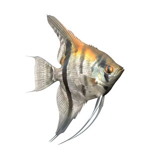 3D model Manacapuru Angelfish