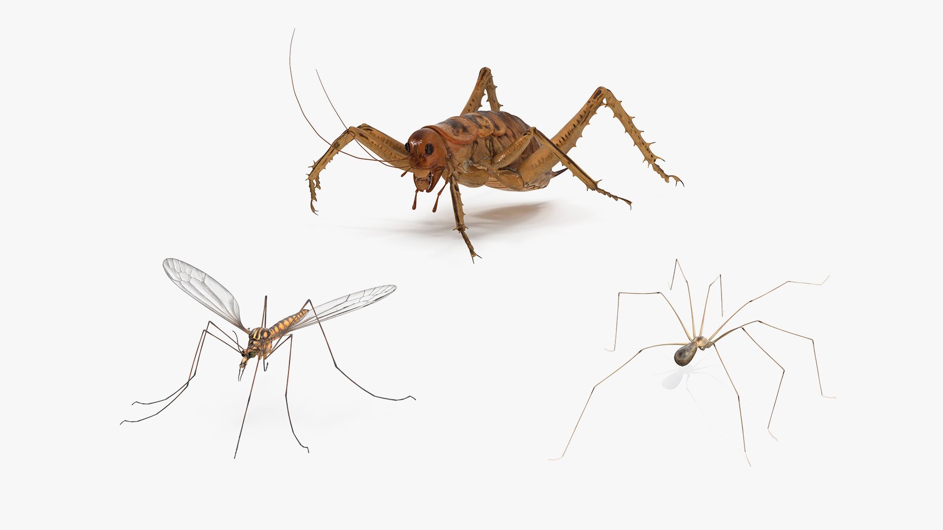 3D Insects Collection Rigged For Maya - TurboSquid 2513374