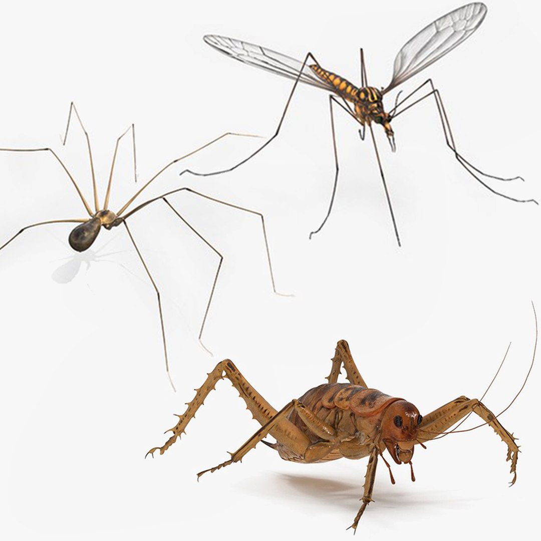 Insects Collection Rigged for Maya 3D model preview