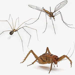 Insects Collection Rigged for Maya