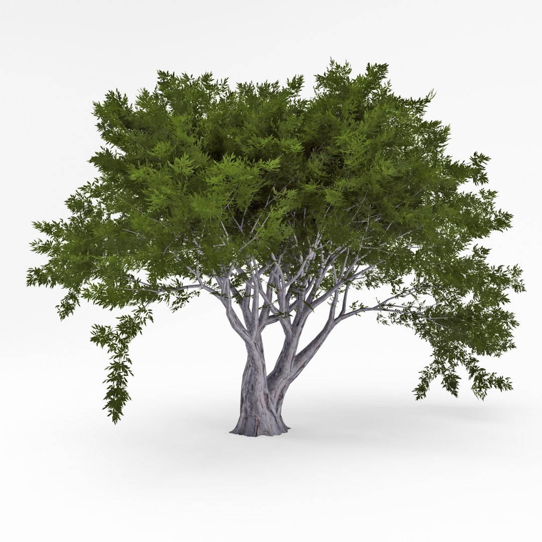 deciduous 035 3d model https://p.turbosquid.com/ts-thumb/HE/izrGow/KtoHaJaO/03/jpg/1409661461/1920x1080/fit_q87/70eb321906bddbb649a1a57e77b5af49f26aaf6b/03.jpg
