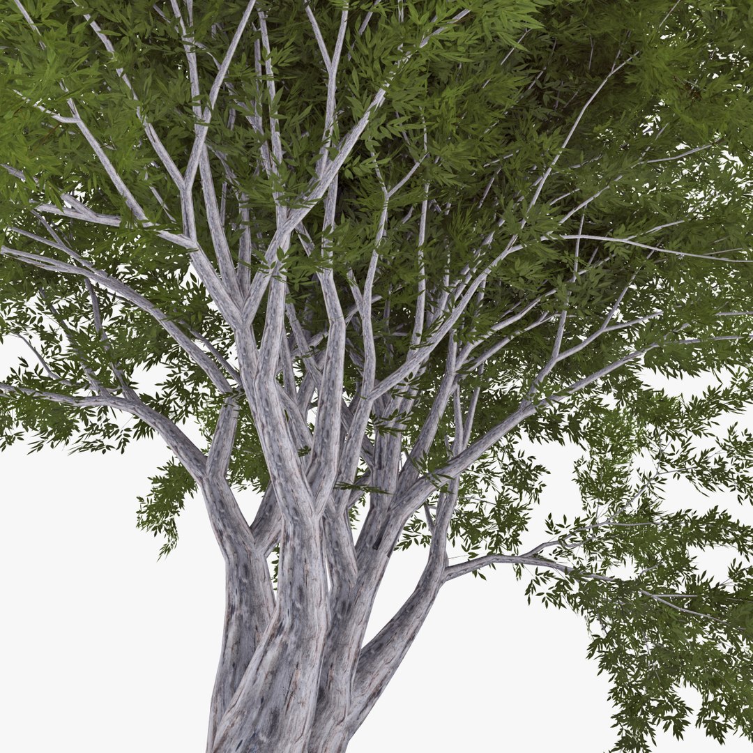 deciduous 035 3d model https://p.turbosquid.com/ts-thumb/HE/izrGow/TWdKDS12/04/jpg/1409661461/1920x1080/fit_q87/6e84333b06fee356195492447af63f08558114e3/04.jpg