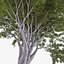 Deciduous 035