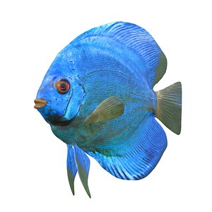 Blue Diamond Discus