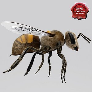 3ds bee modelled