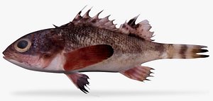 sonora scorpionfish 3D model