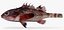 Sonora Scorpionfish