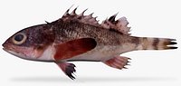 Sonora Scorpionfish
