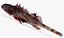 Sonora Scorpionfish
