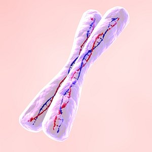 chromosome x max