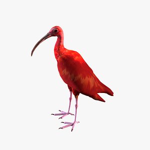 Red Ibis 3D model