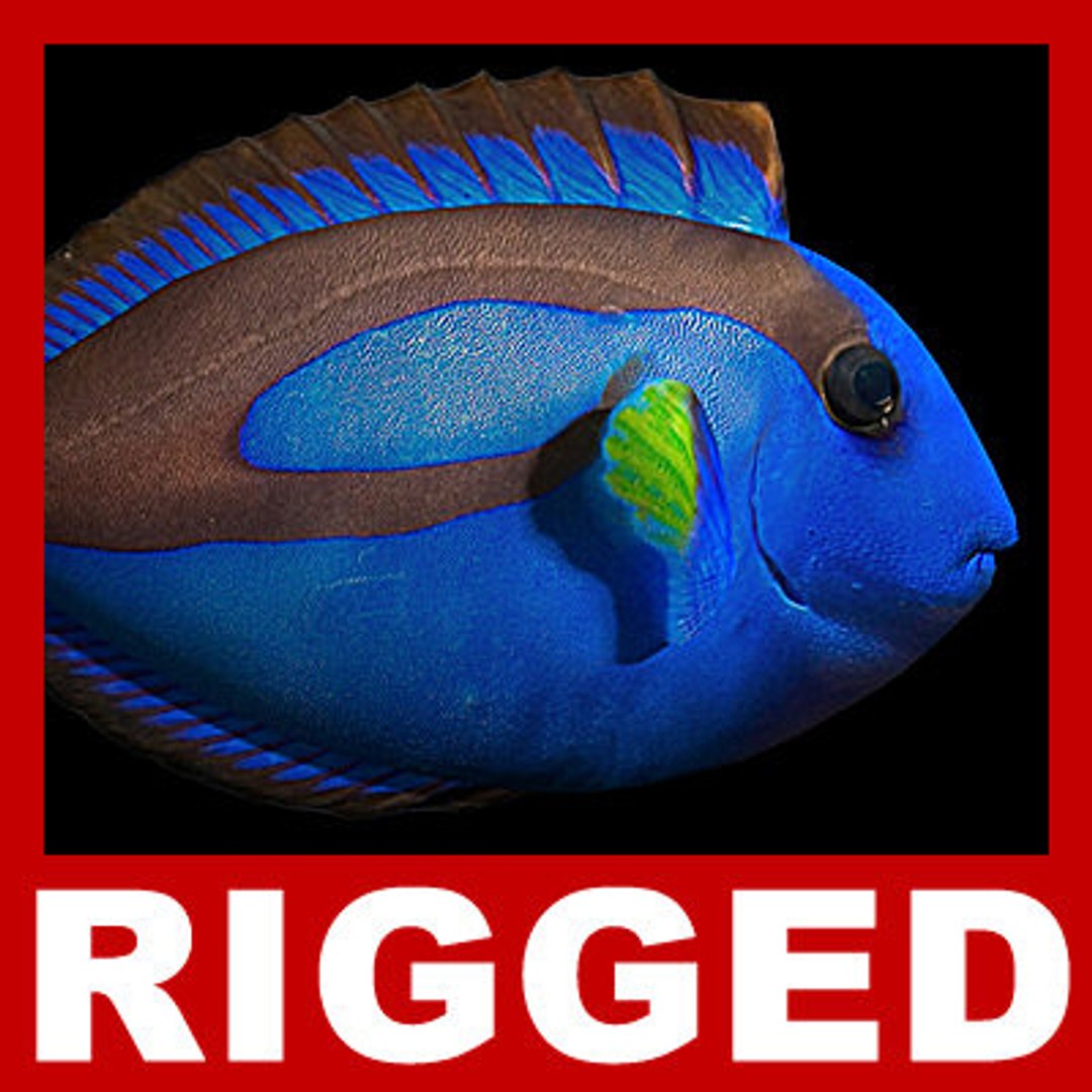 goldfishes rigged 9 gold fish 3d max https://p.turbosquid.com/ts-thumb/HF/7IJmdm/AmjaJ4PQ/megapack_th020/jpg/1227106977/1920x1080/fit_q87/bbd9eecd3c4b00a6a6bca7a36ad0c1b84180a556/megapack_th020.jpg