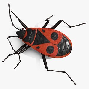 Pyrrhocoris Apterus Crawling Insect Red Black 3D