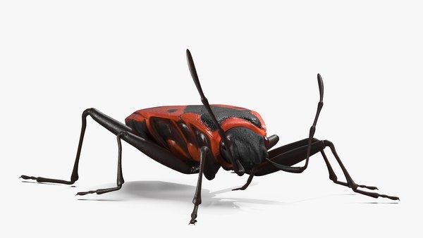 modelo 3d Pyrrhocoris Apterus Insecto rastrero Rojo Negro - TurboSquid ...