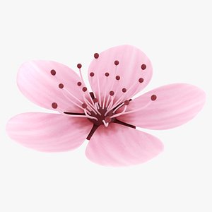 realistic cherry blossom flower 3D model