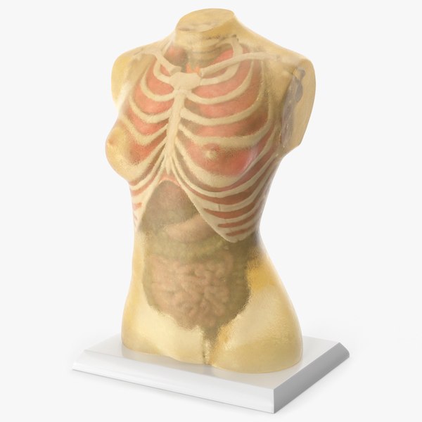 modelo 3d Torso femenino de gel balístico transparente - TurboSquid 2446480