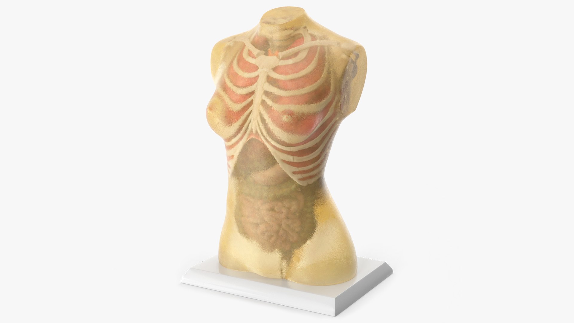 Female Ballistic Gel Torso Transparent 3D model preview