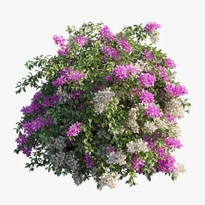 Bougainvillea plant set 24