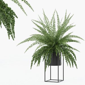 Fern in modern flowerpot