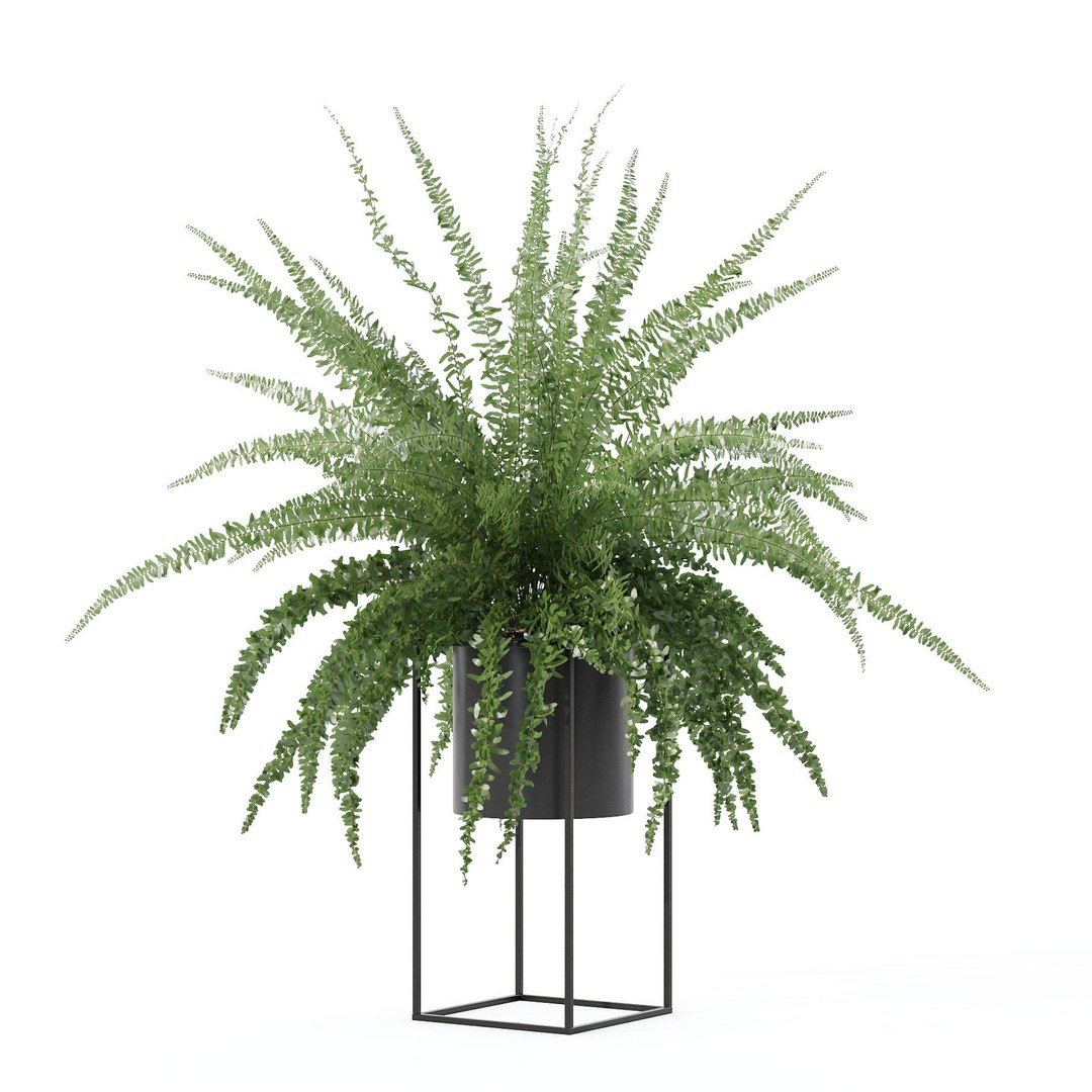 3D Fern In Modern Flowerpot - TurboSquid 2185766