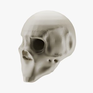 3D skull 3d model