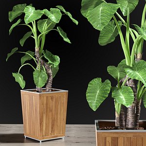 alocasia desert plants 3D model