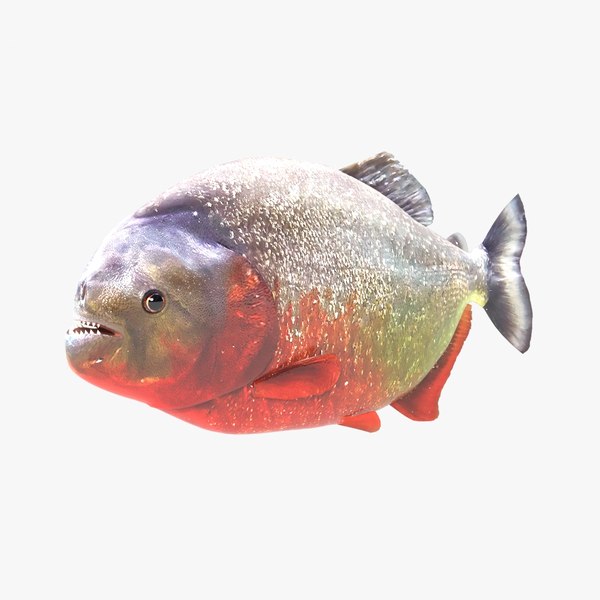 piranha dal ventre rosso