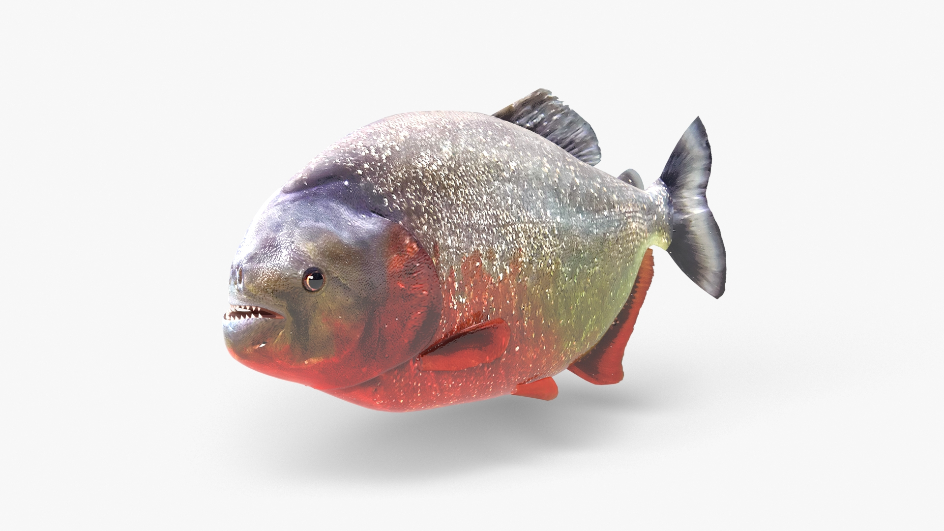 Red Belly Piranha 3D Model - TurboSquid 2072785