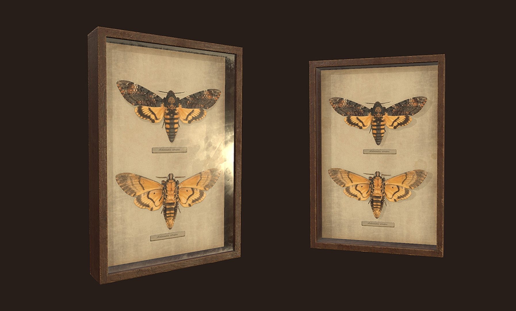 entomological pictures ready pbr 3D model https://p.turbosquid.com/ts-thumb/HF/iEzTul/Iu24lAJ3/3/png/1547377478/1920x1080/fit_q87/2f4bfc4b66049c9cbb202e5eca6410767e53669a/3.jpg
