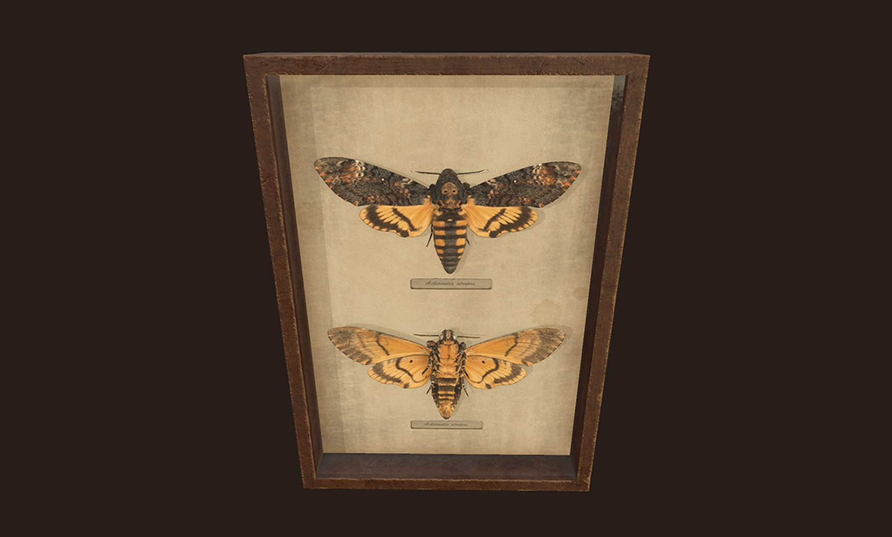 entomological pictures ready pbr 3D model https://p.turbosquid.com/ts-thumb/HF/iEzTul/RhdVhTPS/4/png/1547377568/1920x1080/fit_q87/3237b47c672eae6b8db19e313d6328e3f0827b6a/4.jpg