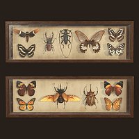 Entomological pictures - PBR Game Ready
