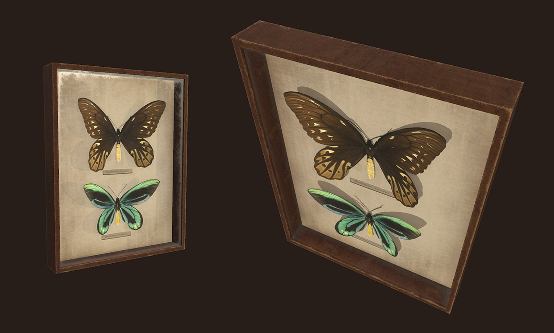 entomological pictures ready pbr 3D model https://p.turbosquid.com/ts-thumb/HF/iEzTul/s21LW7ND/2/png/1547377493/1920x1080/fit_q87/33e22a33762ee1943ad0b82bb719a007216f529d/2.jpg