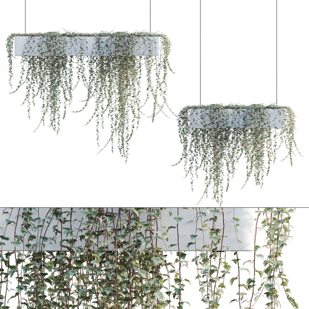 Hedera algeriensis - Algerian Ivy 02 3D model https://p.turbosquid.com/ts-thumb/HF/n9xoqk/Xe/3dtree_hederaalgeriensis_v2_01/jpg/1676988265/1920x1080/fit_q87/6c2f30a8dcc9749b6ee9ea32b8e8079ec6f70c69/3dtree_hederaalgeriensis_v2_01.jpg