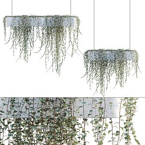 Hedera algeriensis - Algerian Ivy 02 3D model