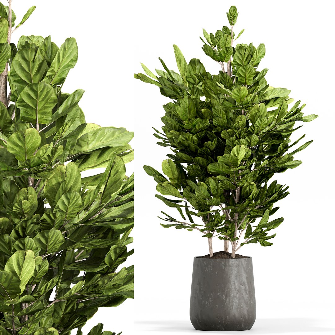 3D indoor Plant Set 018 https://p.turbosquid.com/ts-thumb/HF/u9hMsL/50/3/jpg/1685857394/1920x1080/fit_q87/f6191ae2db8d3067b3d4bec714ba720423e97a4d/3.jpg