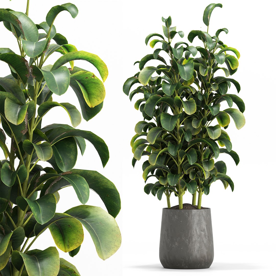 3D indoor Plant Set 018 https://p.turbosquid.com/ts-thumb/HF/u9hMsL/80/2/jpg/1685857345/1920x1080/fit_q87/348c56916cd55eaa547ff9c48f7db5f755f8802b/2.jpg