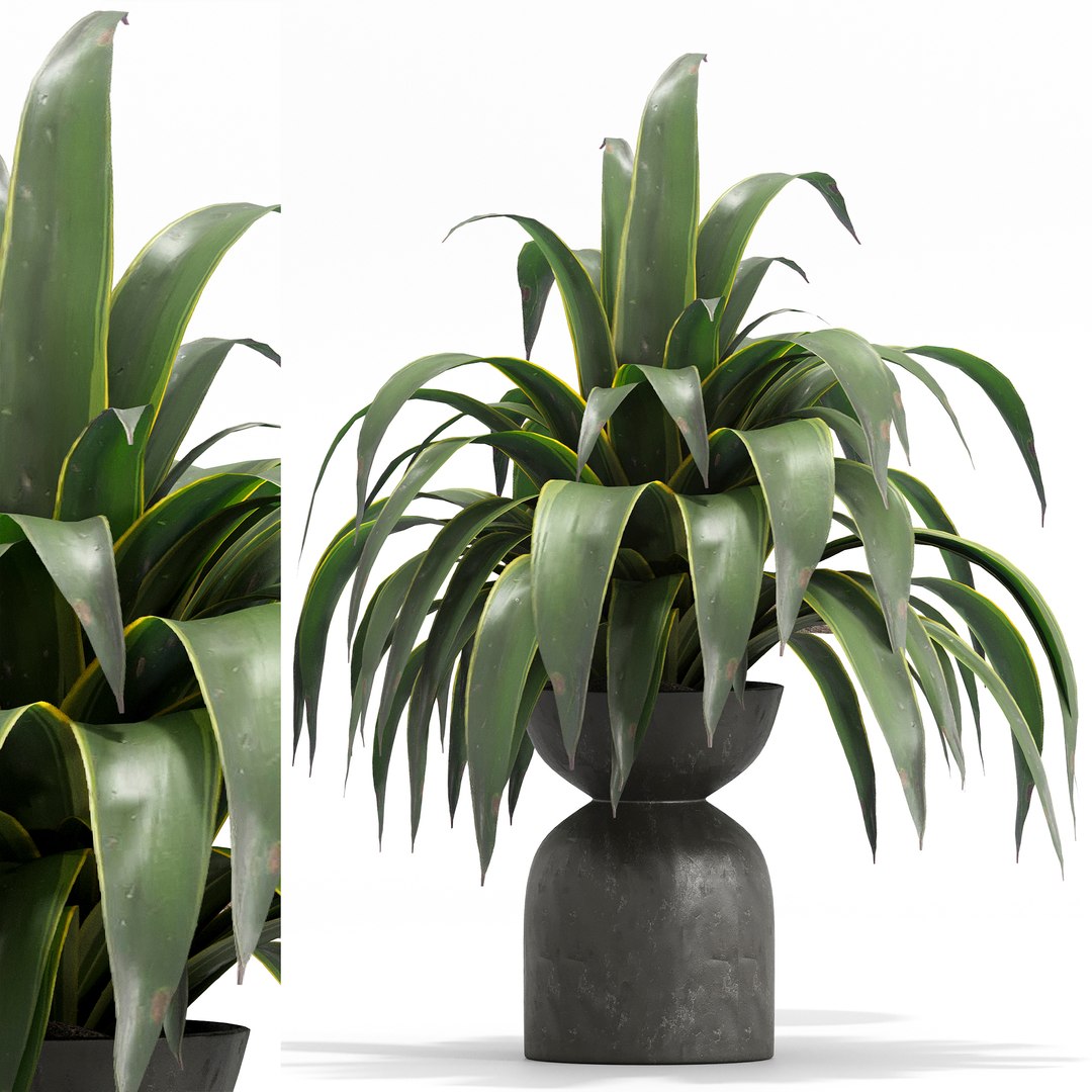 3D indoor Plant Set 018 https://p.turbosquid.com/ts-thumb/HF/u9hMsL/SL/6/jpg/1685857456/1920x1080/fit_q87/c376e69dde7c348a53891ce696de57eb8b1ad66f/6.jpg
