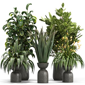 3D indoor Plant Set 018