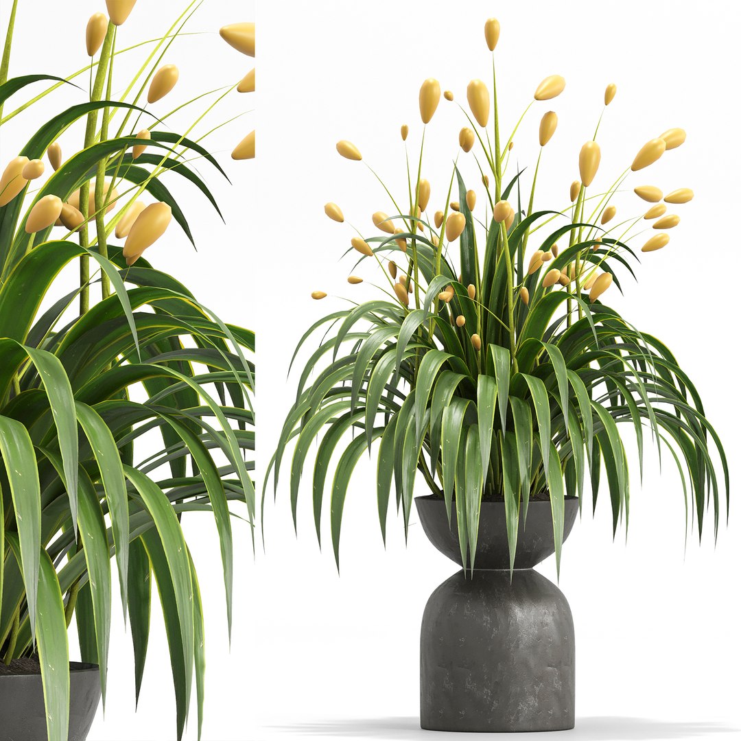 3D indoor Plant Set 018 https://p.turbosquid.com/ts-thumb/HF/u9hMsL/pT/4/jpg/1685857411/1920x1080/fit_q87/4c5ba82120a5a8862640b50463bdf6d63d847320/4.jpg