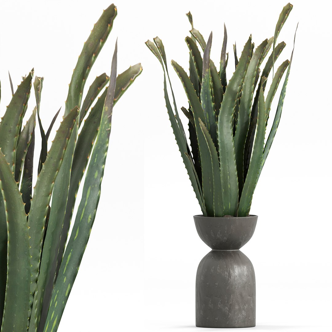 3D indoor Plant Set 018 https://p.turbosquid.com/ts-thumb/HF/u9hMsL/yD/5/jpg/1685857456/1920x1080/fit_q87/6a2cf177729e1fc9bb0c64db6f9ed15f774d3589/5.jpg