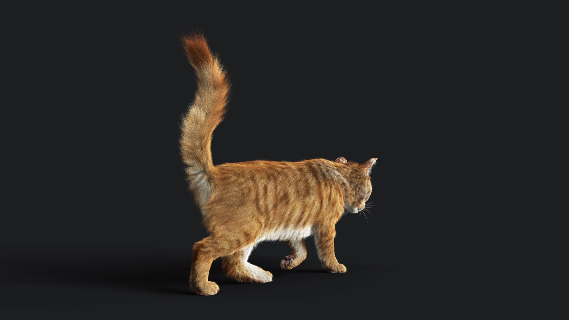 Cat Orange Tabby RIG - YETI 3D model - TurboSquid 2116990