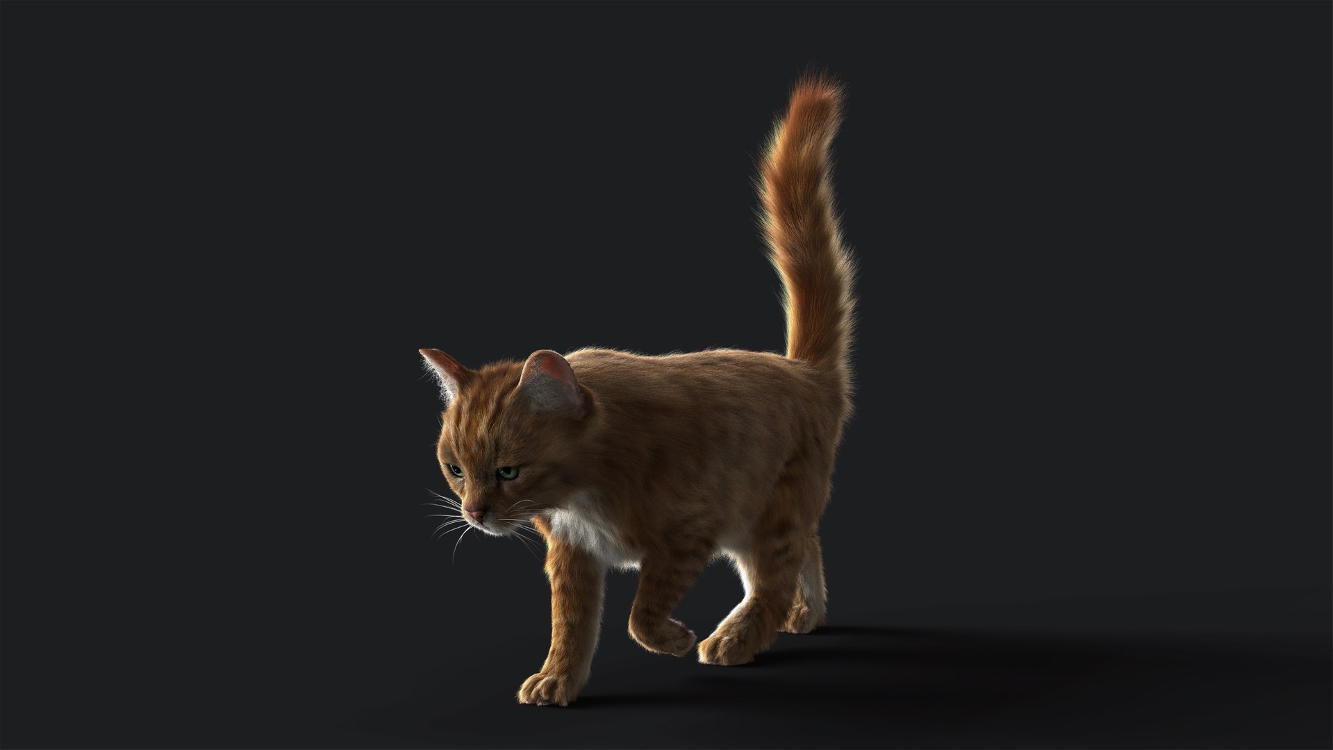 Cat Orange Tabby RIG - YETI 3D model - TurboSquid 2116990