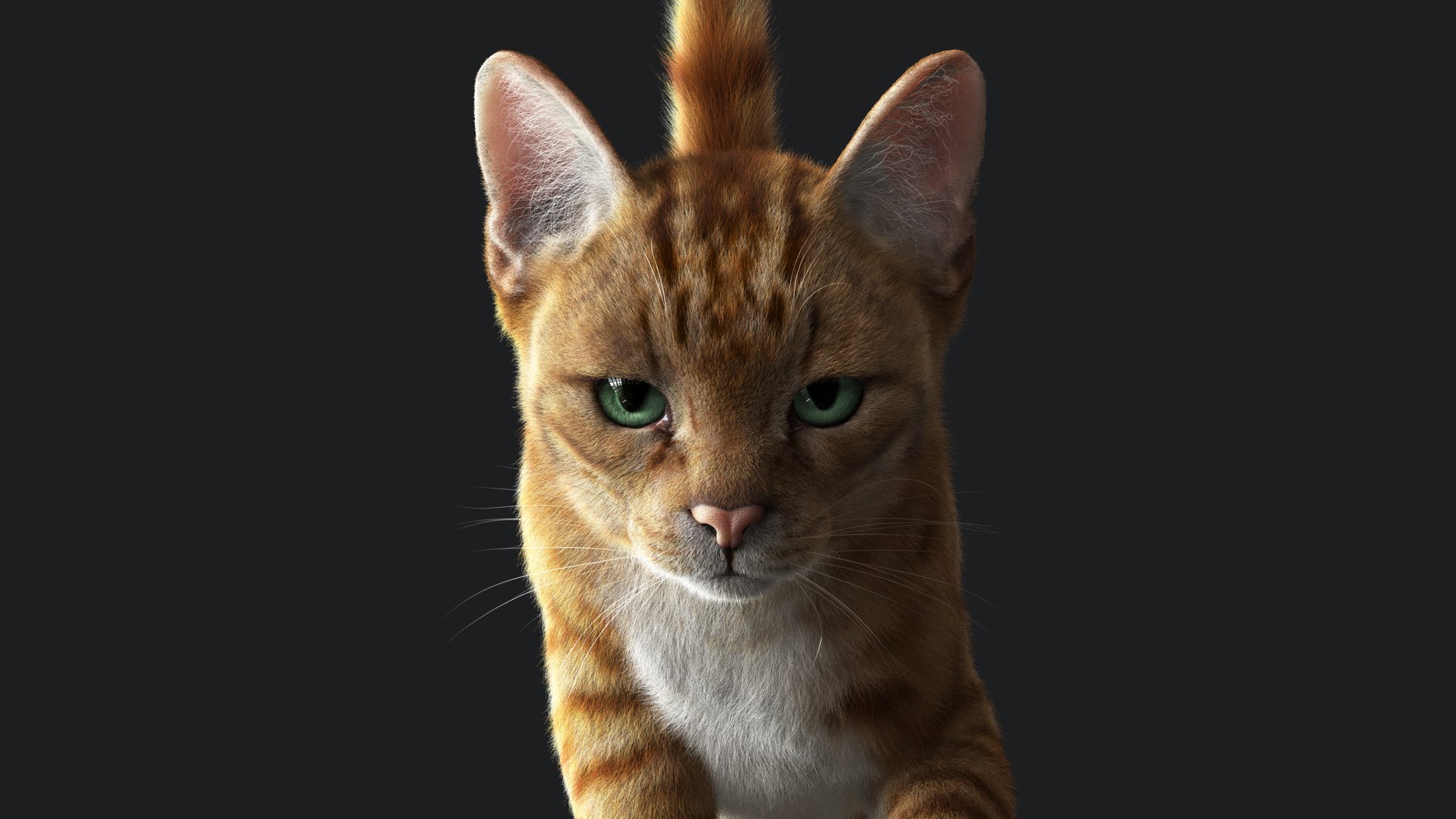 Cat Orange Tabby RIG - YETI Version 3D Model - TurboSquid 2116990