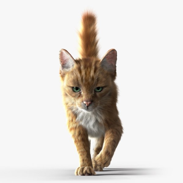 Cat Orange Tabby RIG - YETI version 3D model