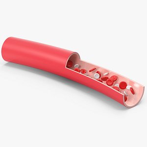 Blood Cells In Vein model