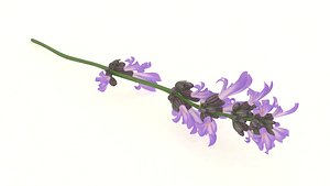 3D model plant lavender flower spices